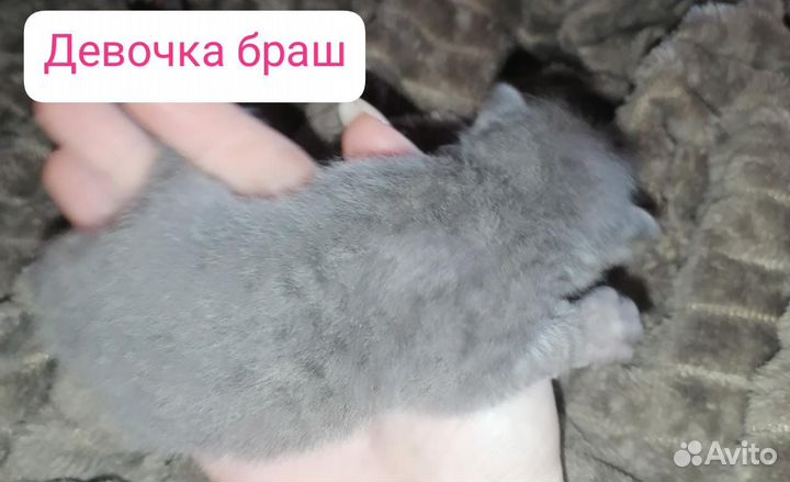 Донской сфинкс котята