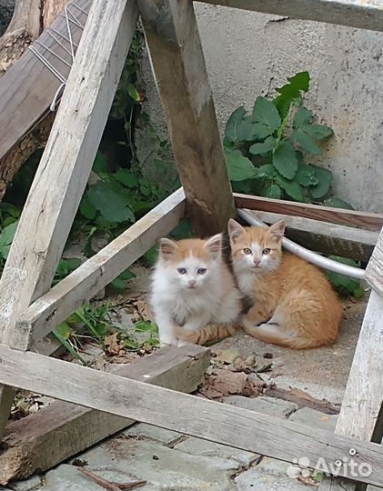 Маленькая кошка Алиса