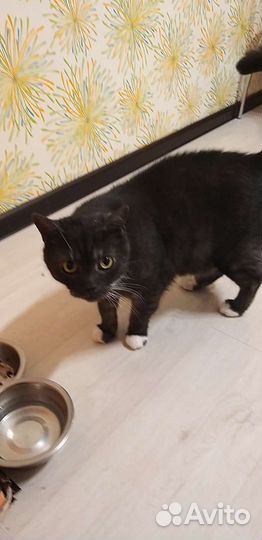 Домашний кот