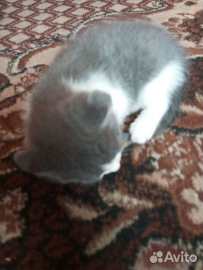 Кошки вислоухие