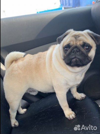 Мопс вязка мальчик