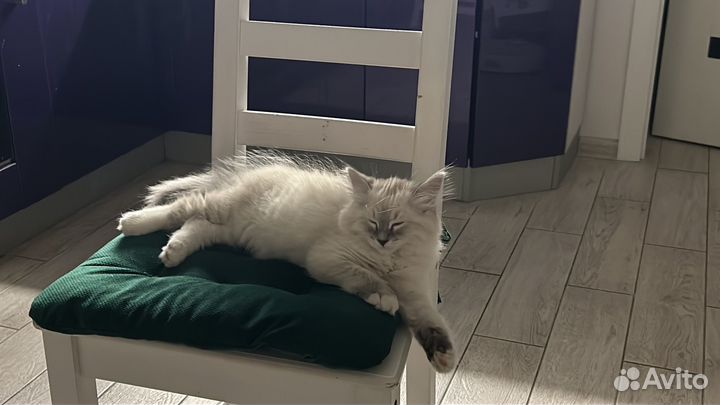 Котенок невский маскарадный