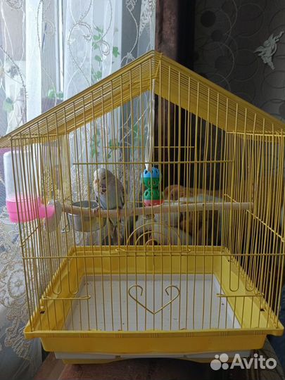 Выставочный волнистый попугайчик