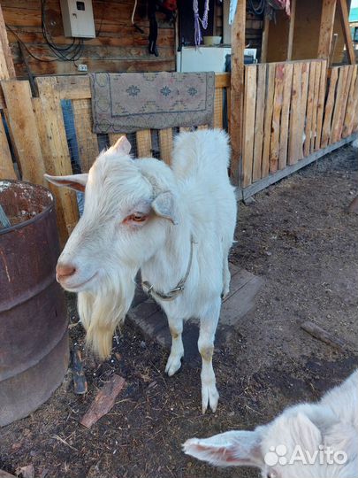 Зааненская дойная коза