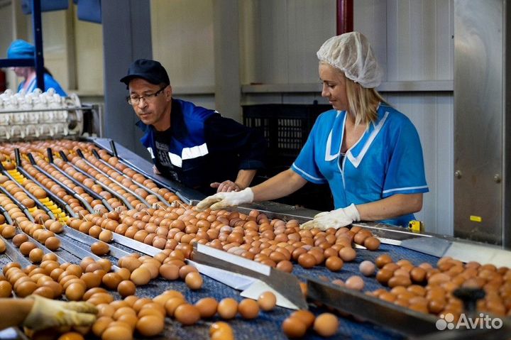 Вахта упаковщик яиц c жильем едой и проездом 15/15