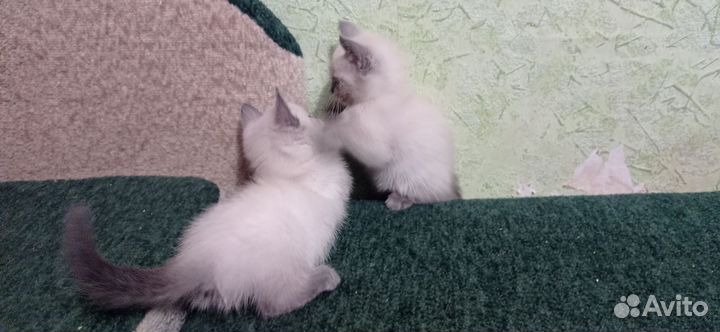 Сиамские котята