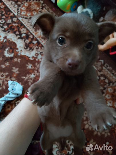Щенок девочка, будет маленткая