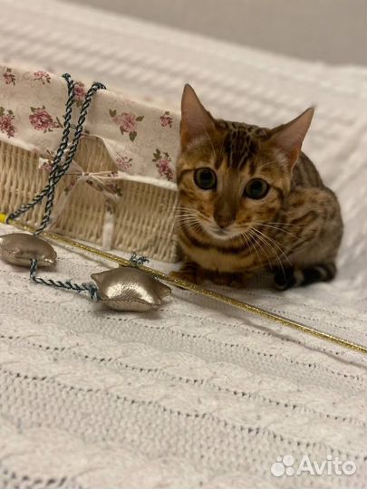 Бенгальские котята