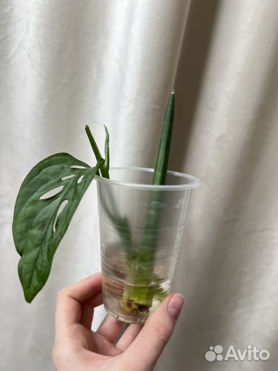 Комнатные растения