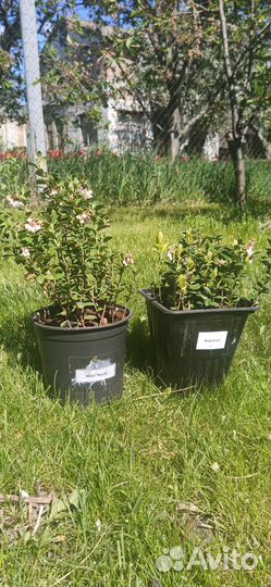 Брусника саженцы