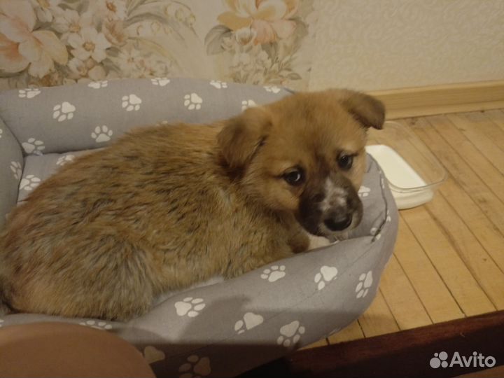 Щенок в добрые руки бесплатно