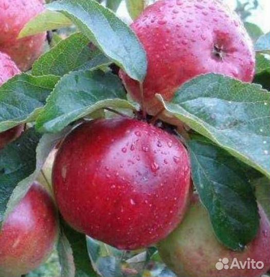 Саженцы яблони Антей