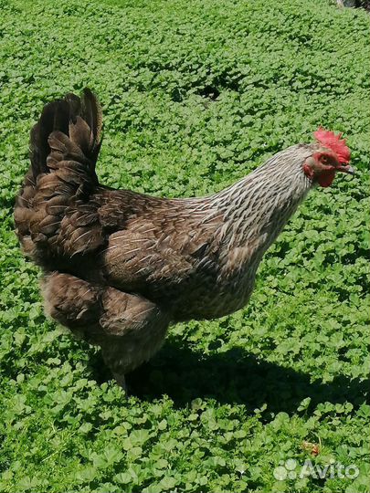 Продам кур