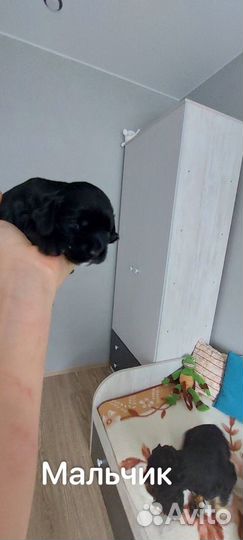 Кокер спаниель щенки