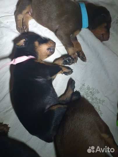 Щенок добермана