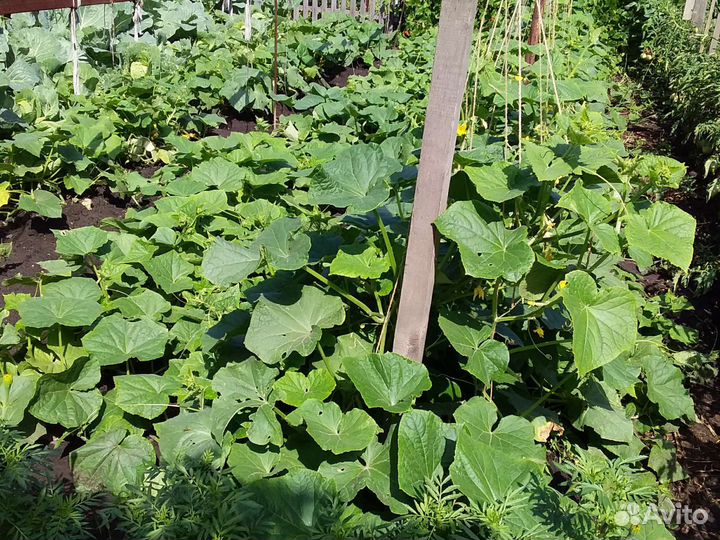 Продаю свое