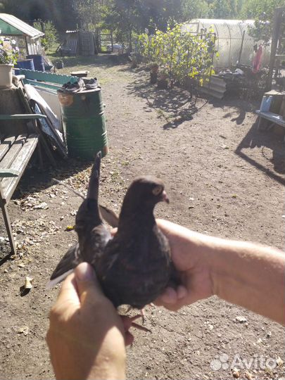 Николаевские голуби