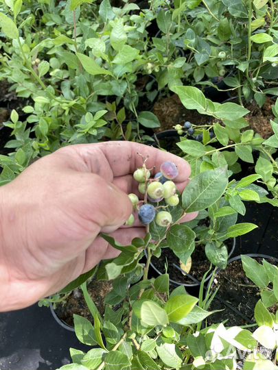 Саженцы голубики