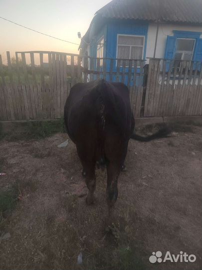 Корова дойная