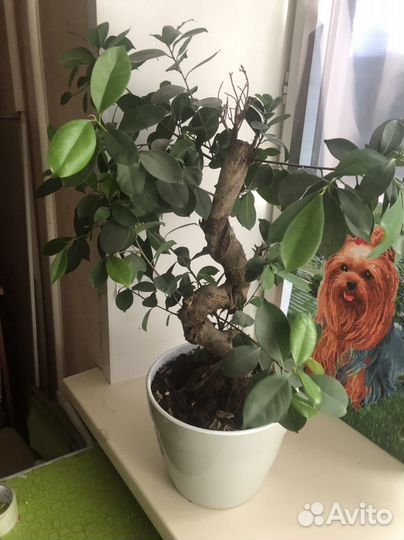 Дерево бонсай