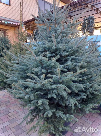 Ель 2.5м