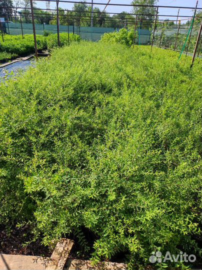 Спирея грефшейм