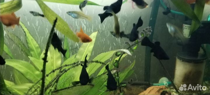 Продам меченосцев, черная молли и гуппи