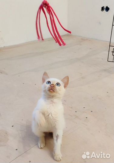 Сиамские котята