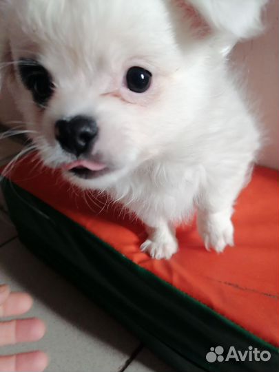 Щенки помчи