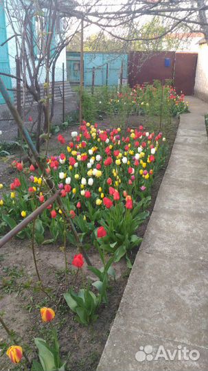 Тюльпаны луковицы