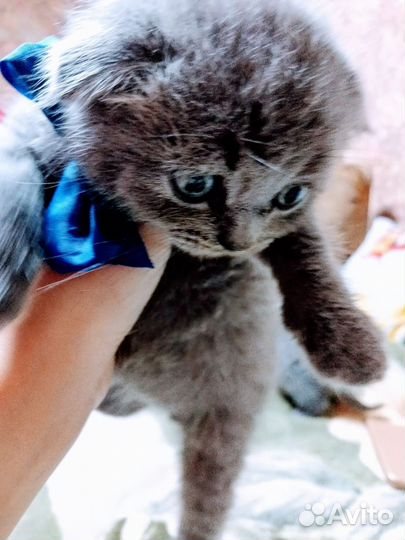Шотландские котята