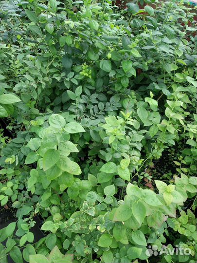 Голубика оптом