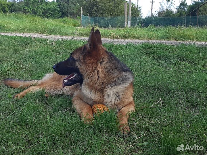 Кобель на вязку