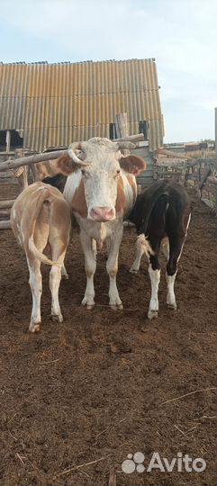 С/х животные коровы