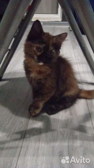 Котята