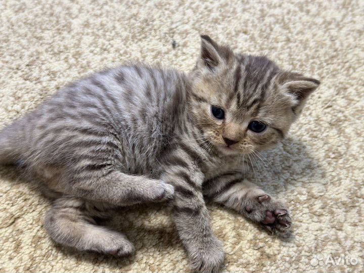 Шотландские котята