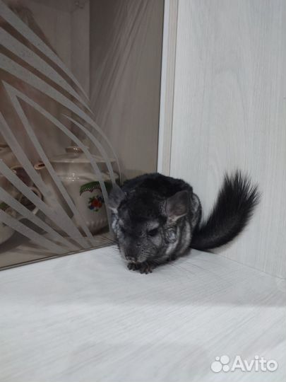 Шиншилла