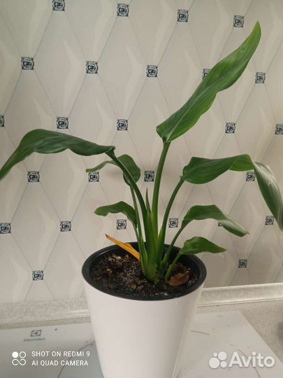 Стрелиция регина