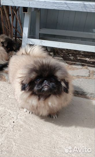 Щенки пекинеса