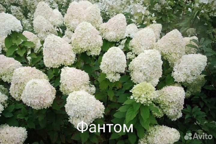 Гортензия метельчатая Лаймлайт Фантом 2-хлетка