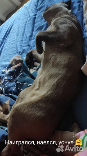 Домашняя передержка котов/кошек, котоняня