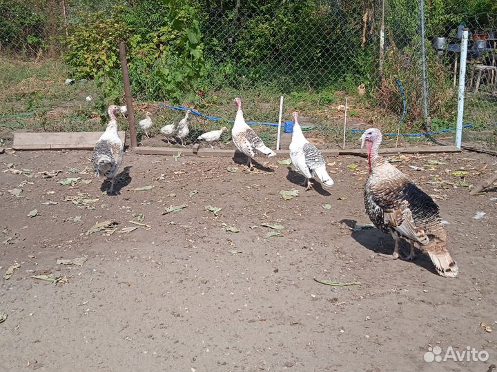 Куры, индюшата, индюки