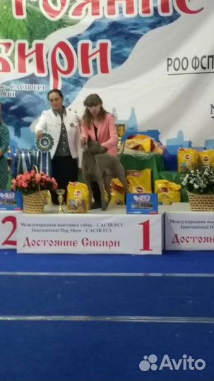 Вязка кобель Тайского риджбека, щенки