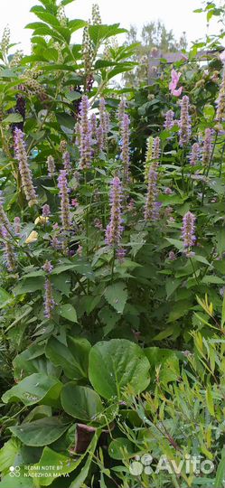 Растения для сада