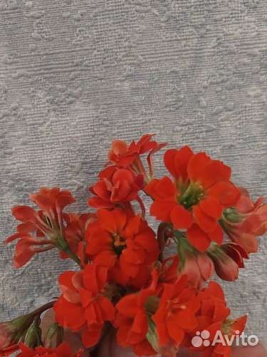 Росток Каланхое