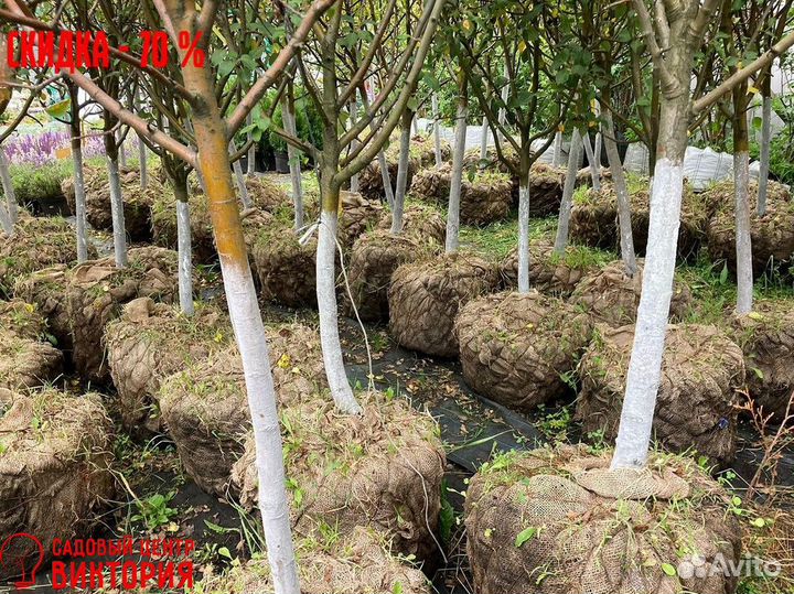 Саженцы плодовых растений с доставкой