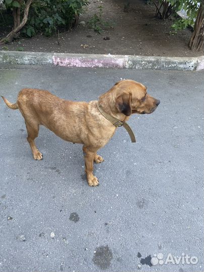 Найдена собака