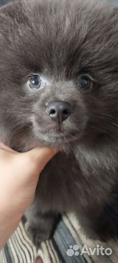 Щенки шпица