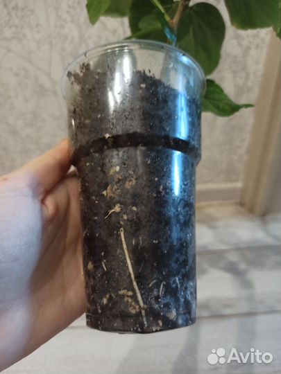 Гибискус Wild Grape
