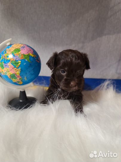 Шоколадный йорк без подпала